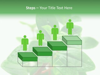 Peperomia Leaves Leafs PowerPoint Template