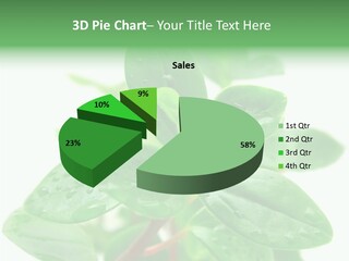 Peperomia Leaves Leafs PowerPoint Template
