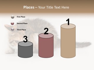 Sweet Feline Domestic PowerPoint Template