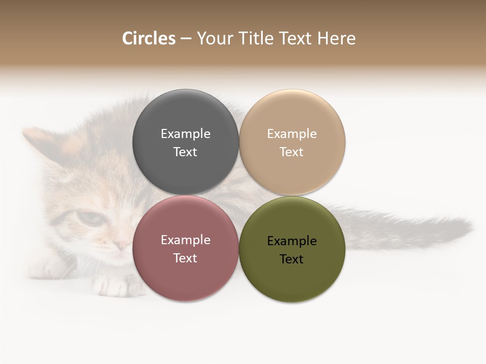 Sweet Feline Domestic PowerPoint Template