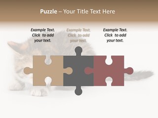 Sweet Feline Domestic PowerPoint Template