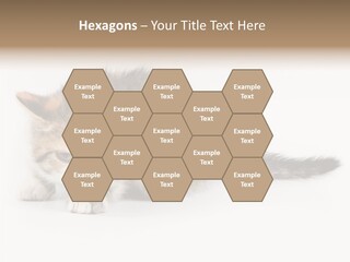 Sweet Feline Domestic PowerPoint Template