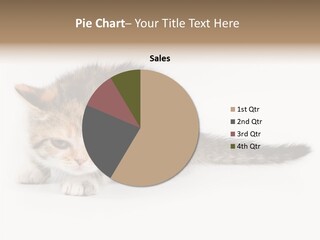 Sweet Feline Domestic PowerPoint Template