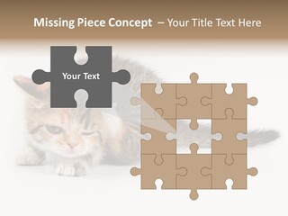 Sweet Feline Domestic PowerPoint Template