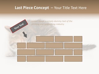 Sweet Feline Domestic PowerPoint Template