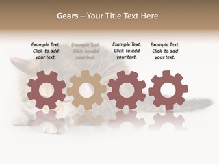 Sweet Feline Domestic PowerPoint Template