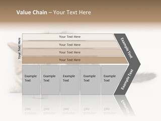 Sweet Feline Domestic PowerPoint Template