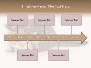 Sweet Feline Domestic PowerPoint Template