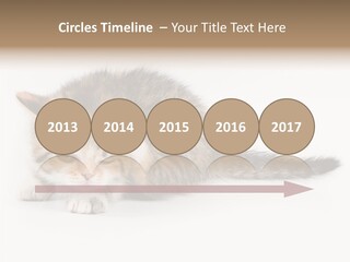 Sweet Feline Domestic PowerPoint Template