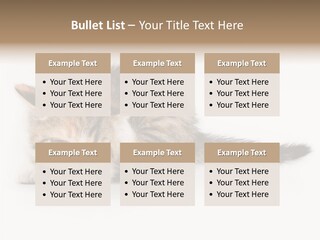 Sweet Feline Domestic PowerPoint Template