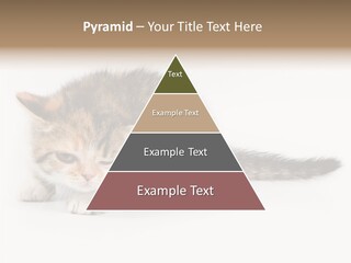 Sweet Feline Domestic PowerPoint Template
