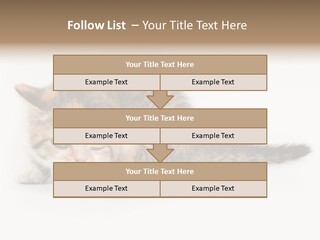Sweet Feline Domestic PowerPoint Template