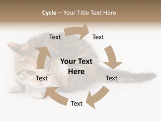 Sweet Feline Domestic PowerPoint Template