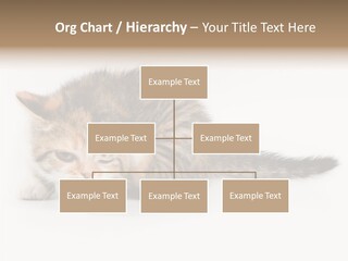 Sweet Feline Domestic PowerPoint Template