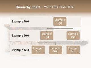 Sweet Feline Domestic PowerPoint Template