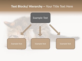 Sweet Feline Domestic PowerPoint Template