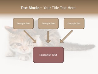 Sweet Feline Domestic PowerPoint Template