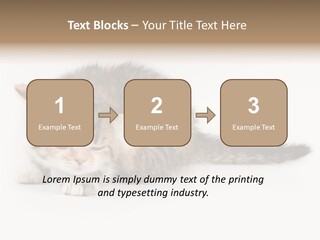 Sweet Feline Domestic PowerPoint Template
