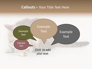 Sweet Feline Domestic PowerPoint Template