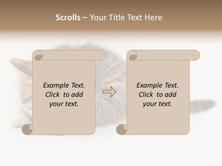 Sweet Feline Domestic PowerPoint Template