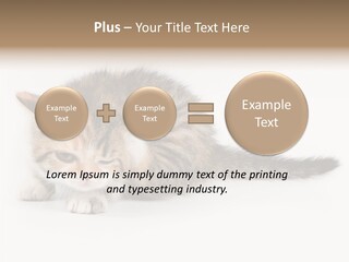 Sweet Feline Domestic PowerPoint Template