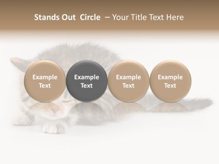 Sweet Feline Domestic PowerPoint Template