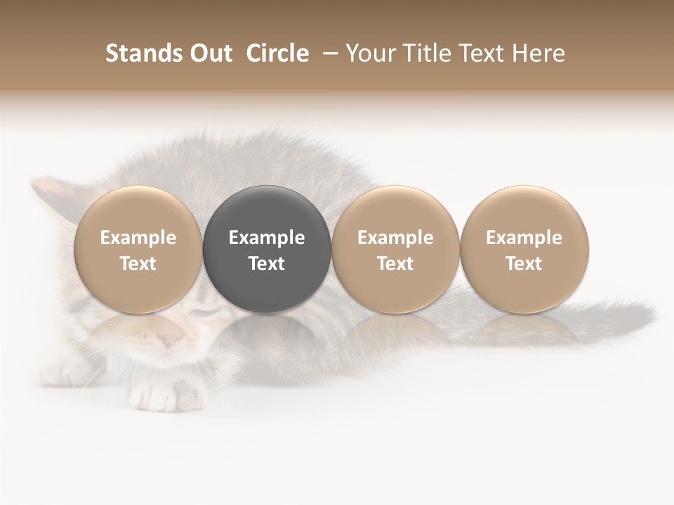 Sweet Feline Domestic PowerPoint Template
