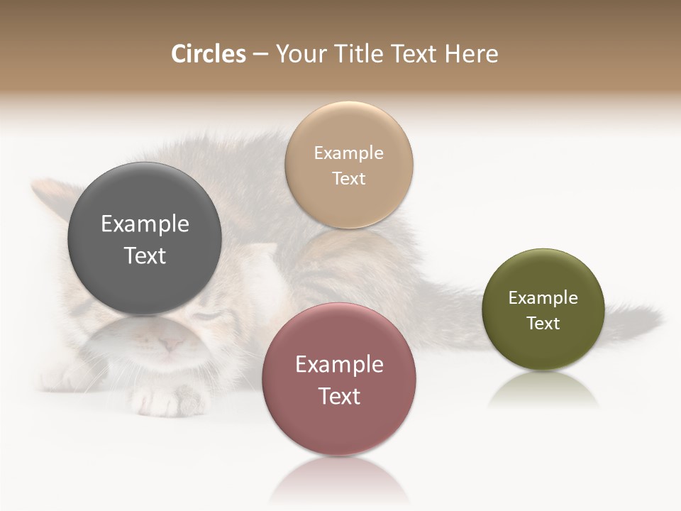 Sweet Feline Domestic PowerPoint Template