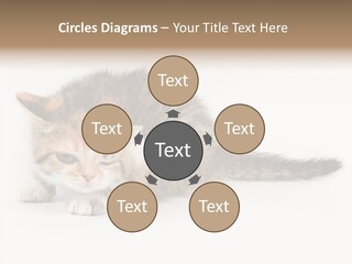 Sweet Feline Domestic PowerPoint Template