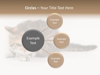 Sweet Feline Domestic PowerPoint Template