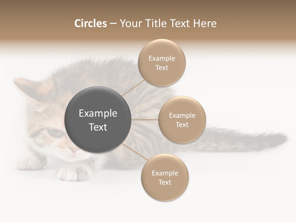Sweet Feline Domestic PowerPoint Template