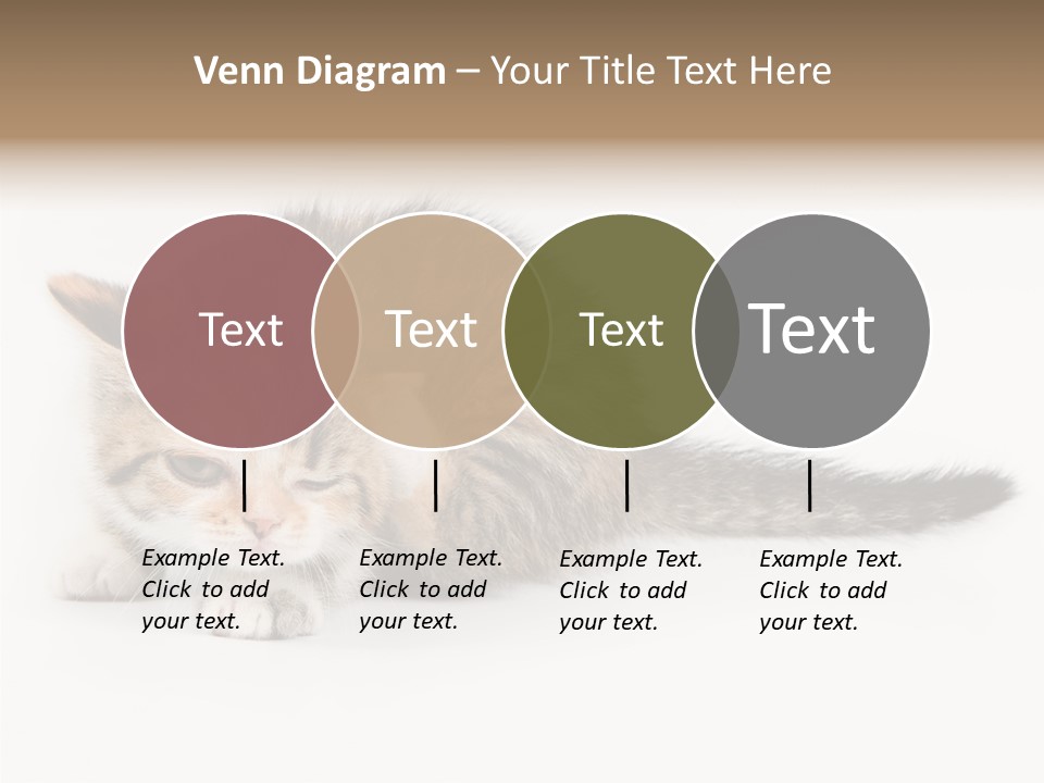 Sweet Feline Domestic PowerPoint Template