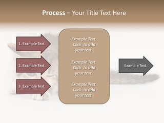 Sweet Feline Domestic PowerPoint Template