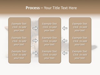 Sweet Feline Domestic PowerPoint Template