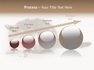 Sweet Feline Domestic PowerPoint Template