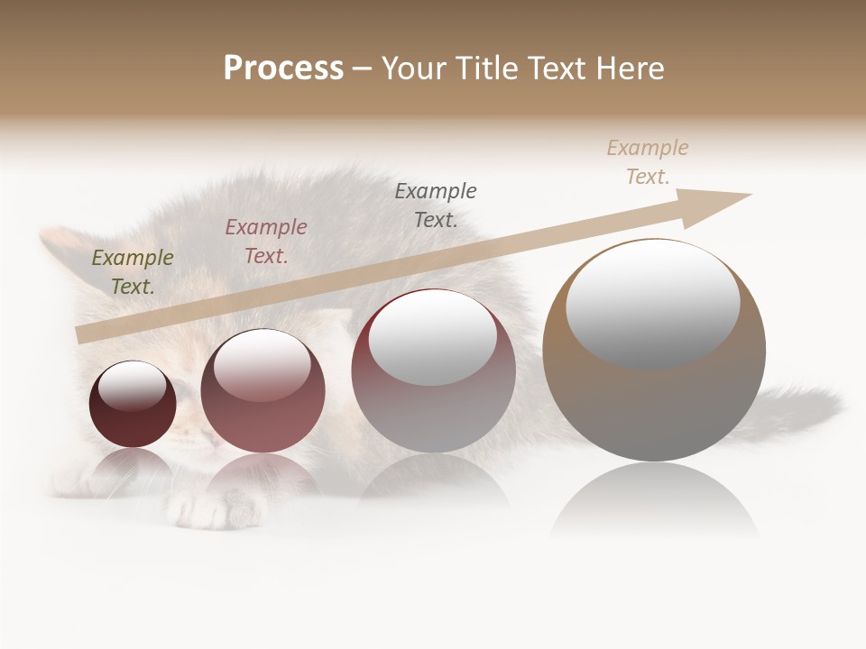 Sweet Feline Domestic PowerPoint Template