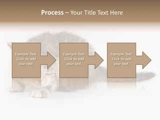 Sweet Feline Domestic PowerPoint Template