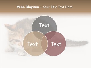 Sweet Feline Domestic PowerPoint Template