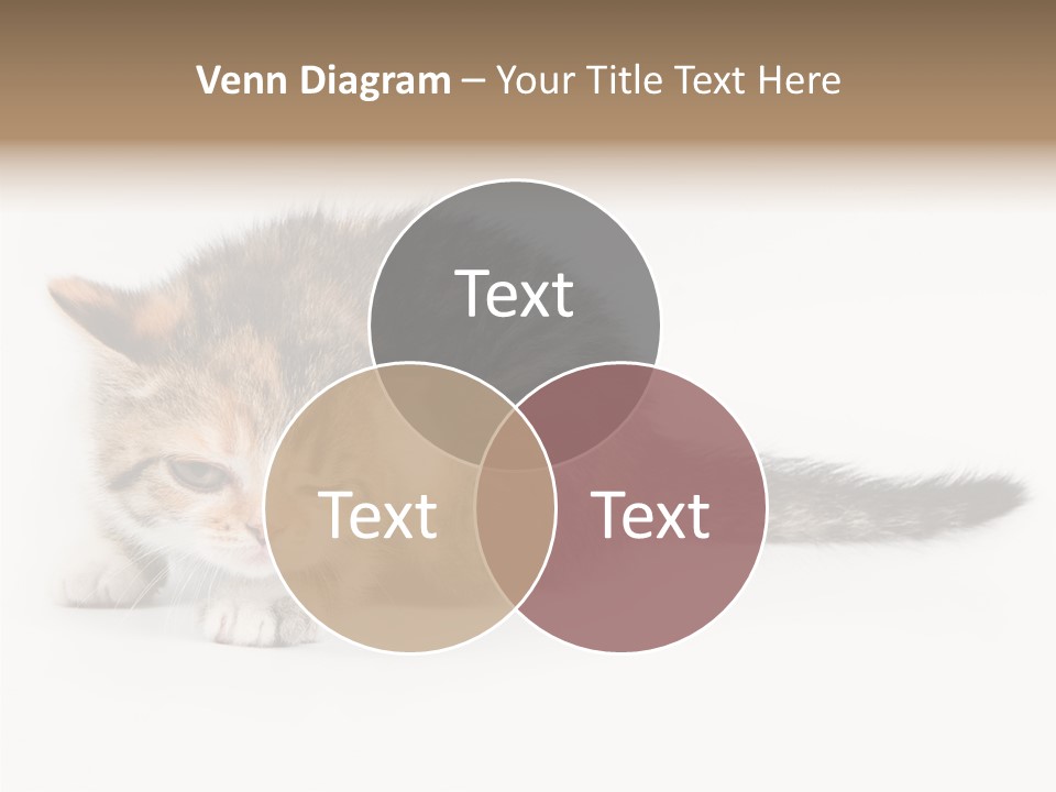 Sweet Feline Domestic PowerPoint Template