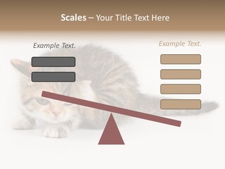 Sweet Feline Domestic PowerPoint Template