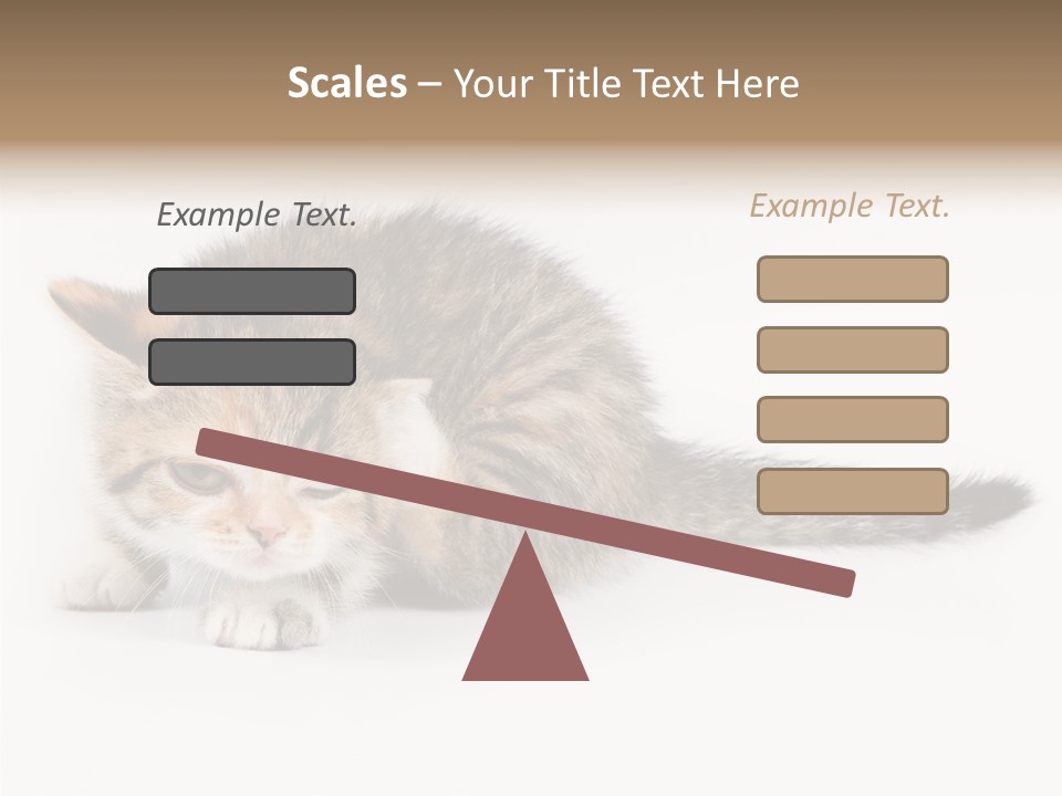 Sweet Feline Domestic PowerPoint Template