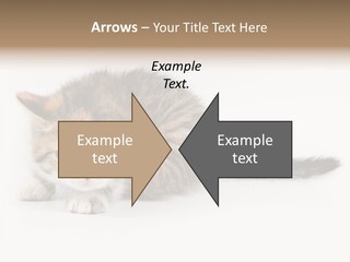 Sweet Feline Domestic PowerPoint Template