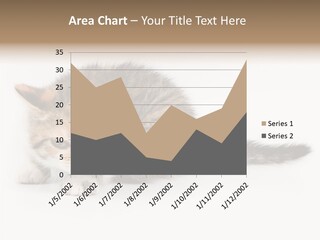 Sweet Feline Domestic PowerPoint Template