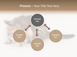 Sweet Feline Domestic PowerPoint Template