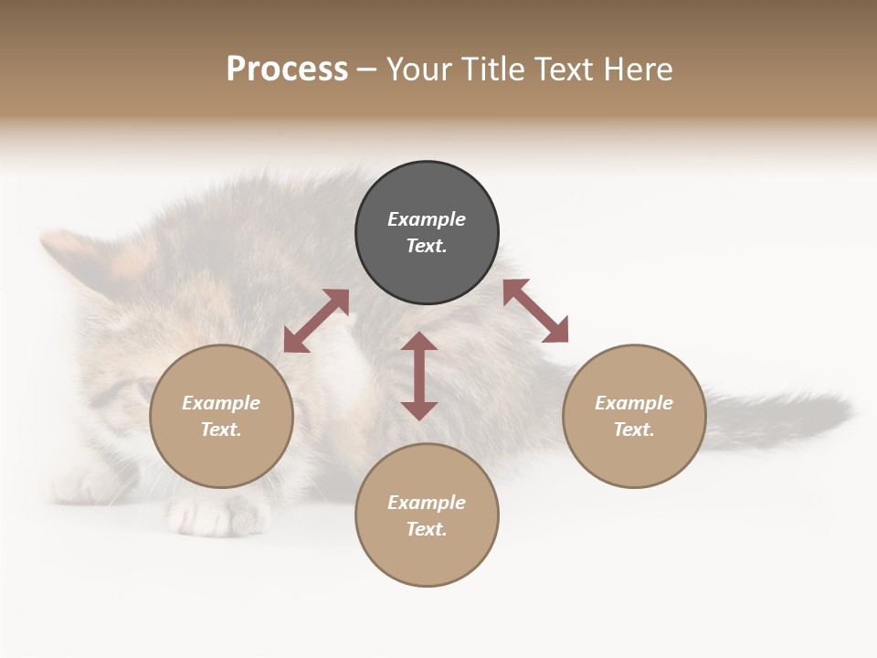 Sweet Feline Domestic PowerPoint Template
