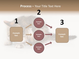 Sweet Feline Domestic PowerPoint Template
