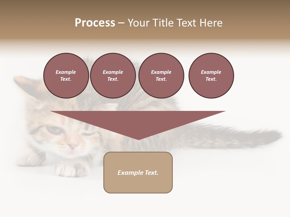 Sweet Feline Domestic PowerPoint Template