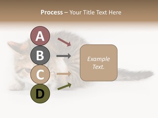 Sweet Feline Domestic PowerPoint Template
