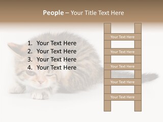 Sweet Feline Domestic PowerPoint Template