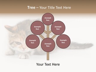 Sweet Feline Domestic PowerPoint Template